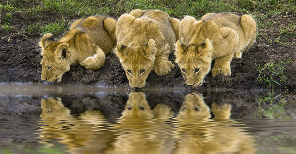 Africa-Tanzania-Migration-4-lion-cubs
