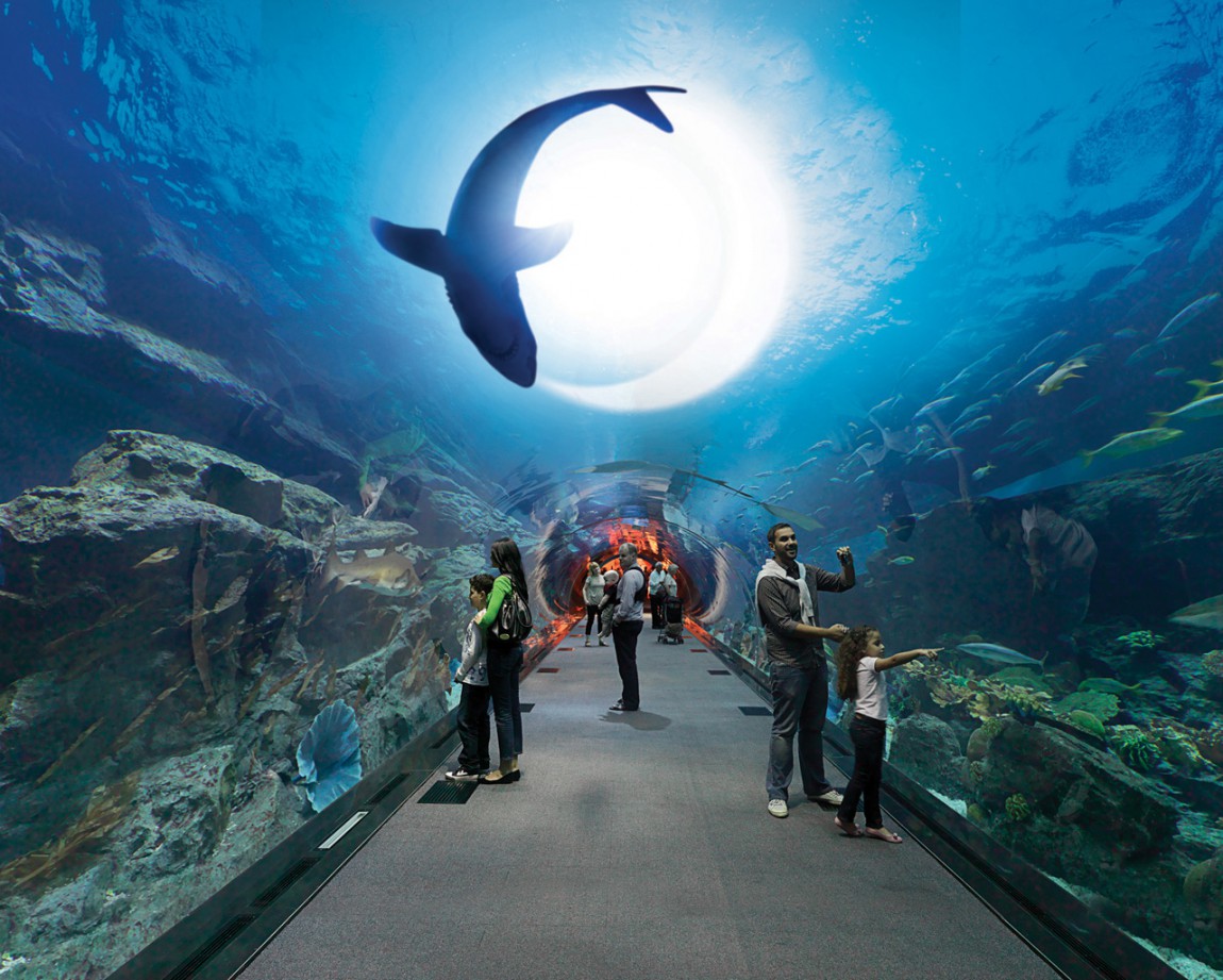 Dubai-Mall-Aquarium-Diving-HD-Wallpaper