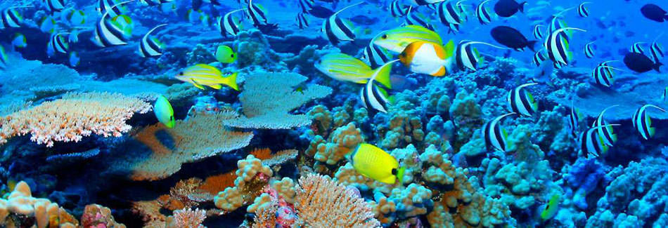 Great-Barrier-Reef-Facts-11