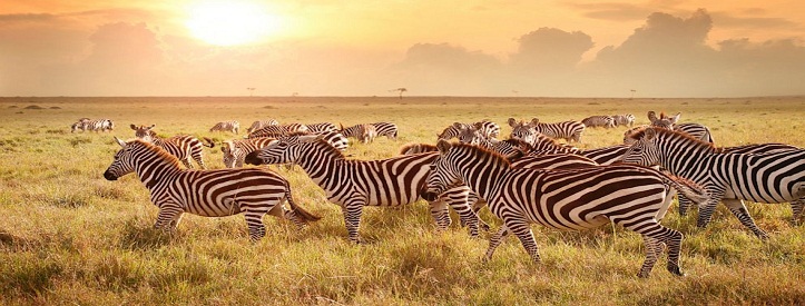 gty_Tanzania_maasai_mara_parkland_zebras_thg-130918_16x9_992