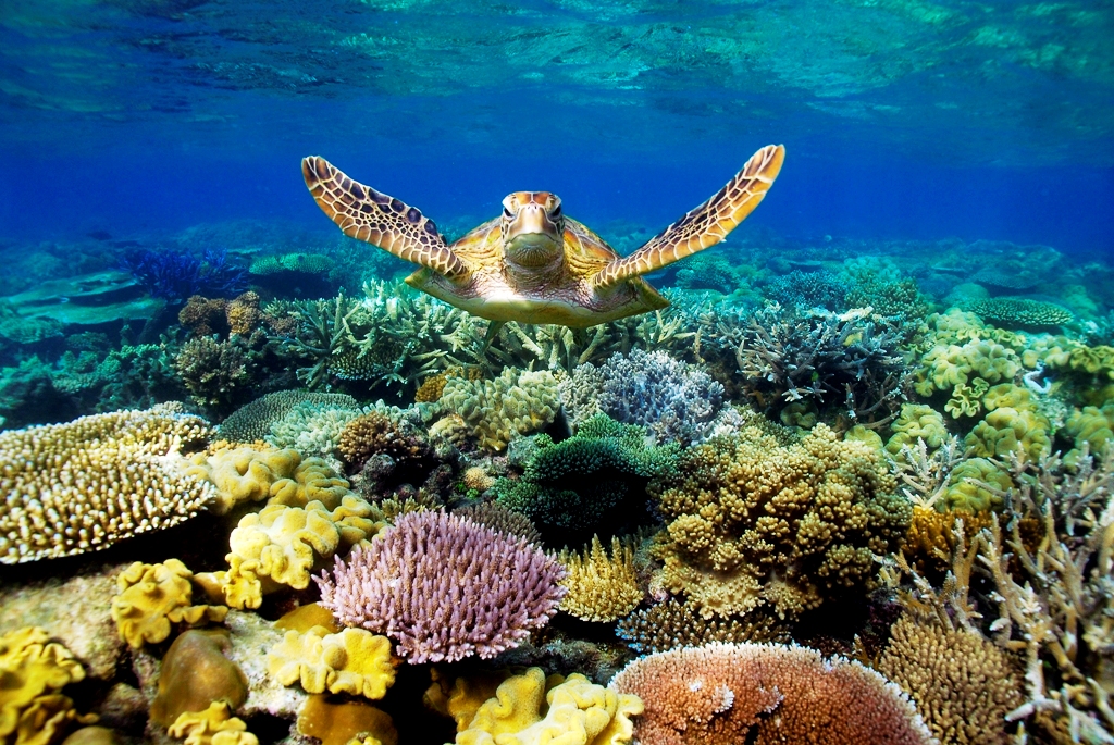 turtle-in-Great-Barrier-Reef